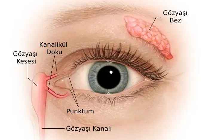 goz kurulugu 2